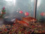 Nuevos peces