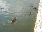 DSCN0226