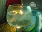 DSCN0081
