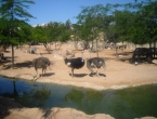 DSCN0009_009