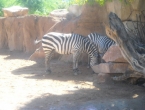 DSCN0016_016