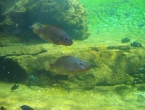DSCN0103_102