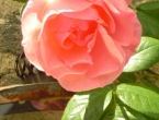 DSCN2670_3765
