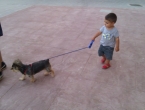Paseando los perros de David