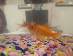 Mis peces: Woody y Jessi