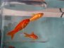 20150228 Nuevos peces