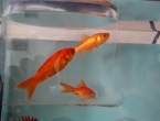 Pez muerto, peces puestos
