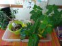 20190817 jardinera